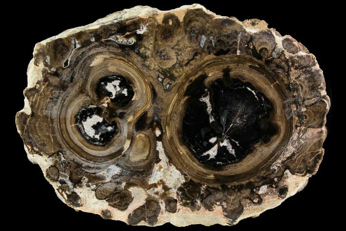 Polished Fossil Stromatolite Colony on Reed - Utah #118387